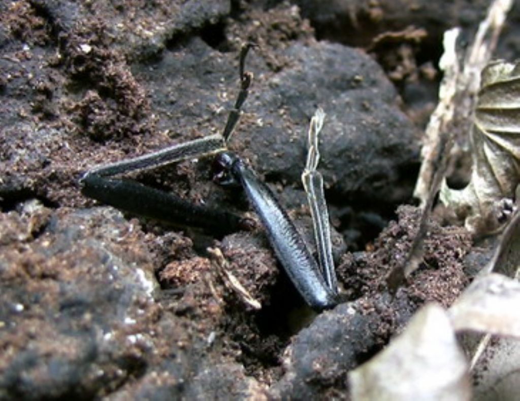 Cetoniidae: Osmoderma eremita?....Osmoderma sp. (eremita o italica).